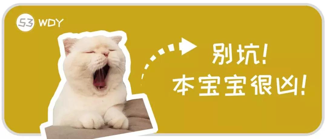 猫咪去宠物医院检查什么项目好呢,三个月猫咪要做什么检查
