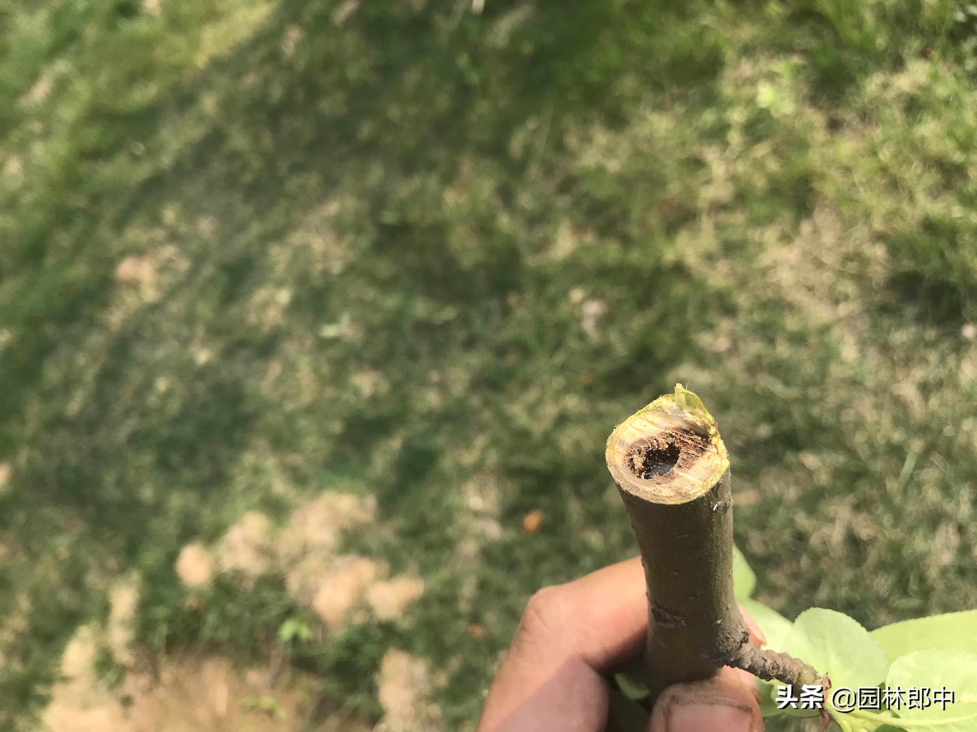 海棠树没有任何征兆，树干却有许多小孔，内部也被危害，怎么办？