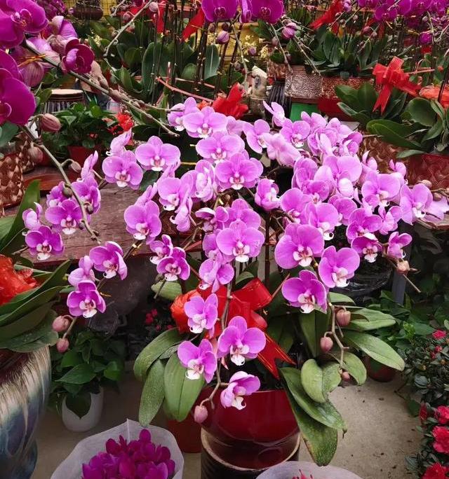 养花如何选择肥料先弄懂施肥原理,养花但是又养不活怎么办呢