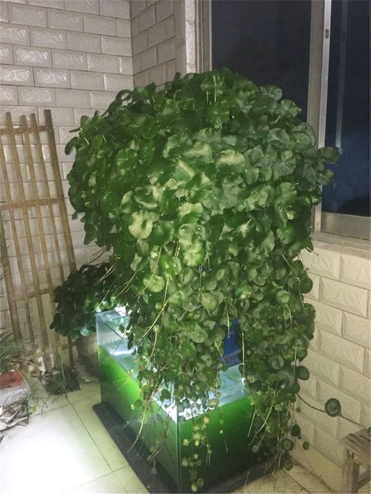适合懒人养的铜钱草,瀑布过滤养铜钱草