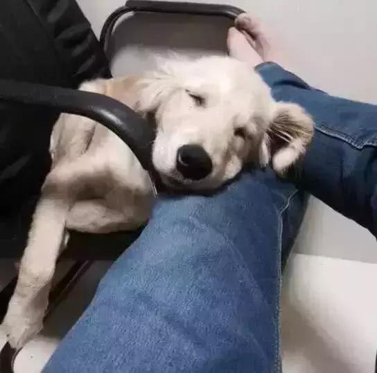 给金毛洗了澡还会掉毛吗,金毛洗完澡后晒干