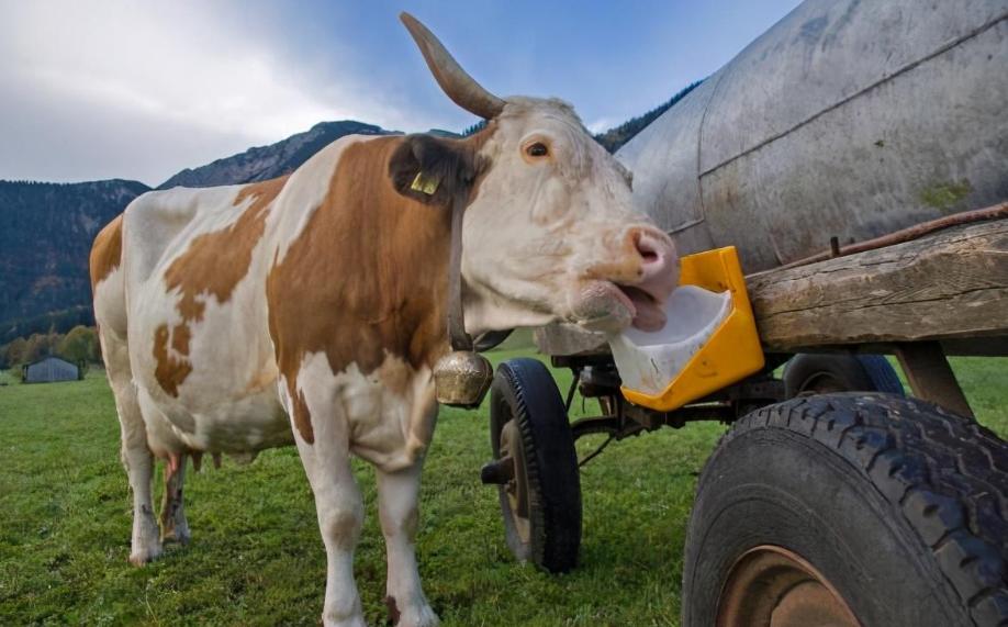 为什么动物都不用吃盐人不吃盐,野生动物没吃盐怎么回事