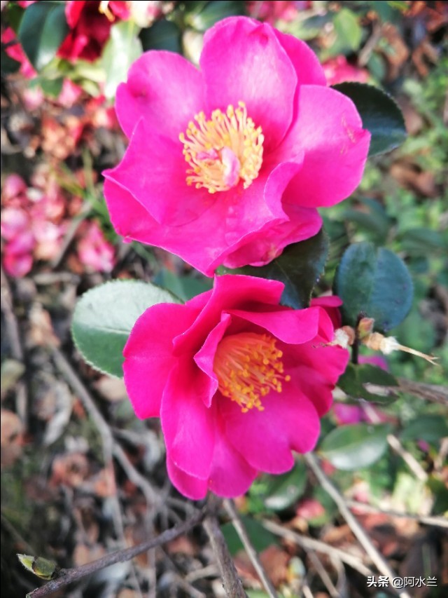 爱情要顺其自然，要像对待友情一样，不强求不纠缠，润物细无声