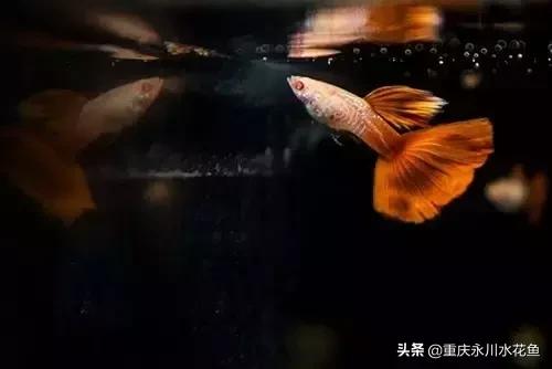 热带观赏鱼孔雀,热带观赏鱼巴西迷你孔雀鱼