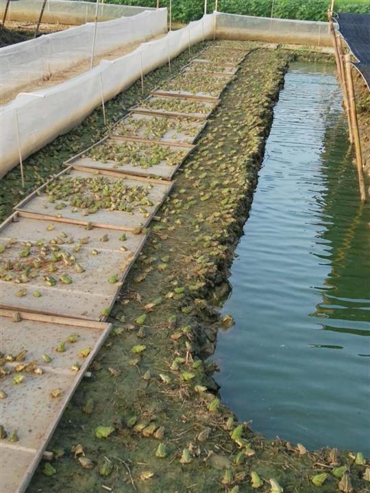 人工养殖青蛙和野生青蛙区别,青蛙怎么养