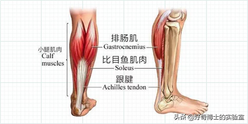 有哪些可以快速提升身材的小技巧,如何提升身材管理