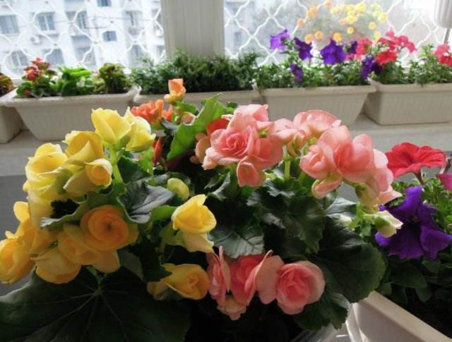 丽格海棠花都被叶子遮住了怎么办,丽格海棠开过花了怎么办