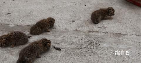 黑龙江一村民发现狐狸,黑龙江村民发现一窝小山狸子