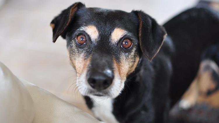 狗狗临产前像月经出血,狗狗临产前为什么爱吃东西