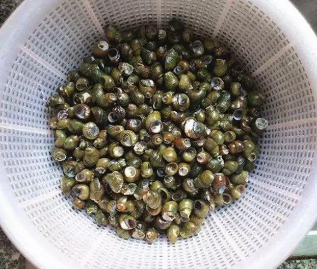 田螺怎么清洗干净的方法,田螺怎么洗干净教你三个清洗方法