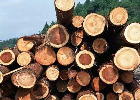 玩木头推荐木材,玩木头的十大好处