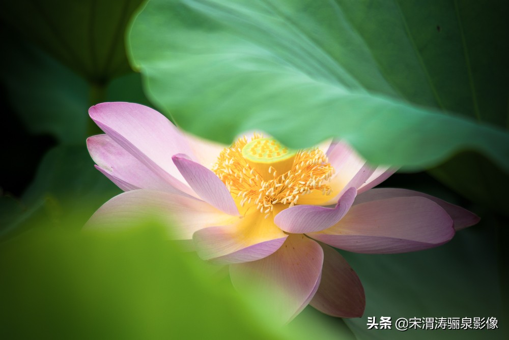 摄影家协会会员如何申请加入,如何申请成为中国摄影家协会