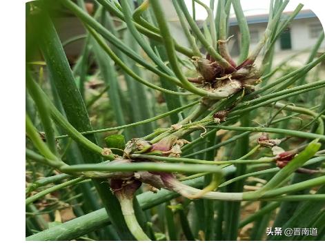 晋南印象土特产,万荣山葱豆腐炖粉条做法