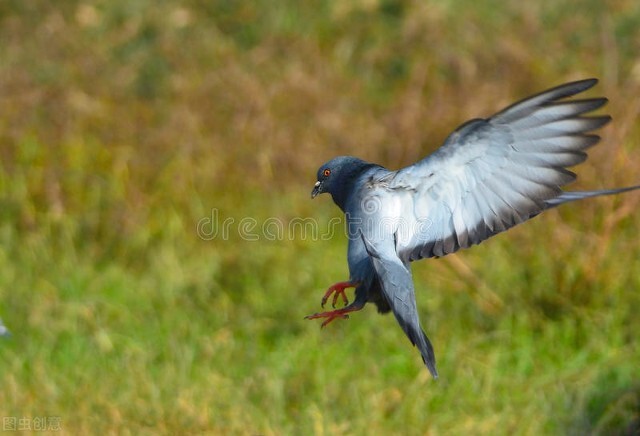鸽子翅膀受伤可以用碘伏吗,鸽子翅膀受伤了怎么办