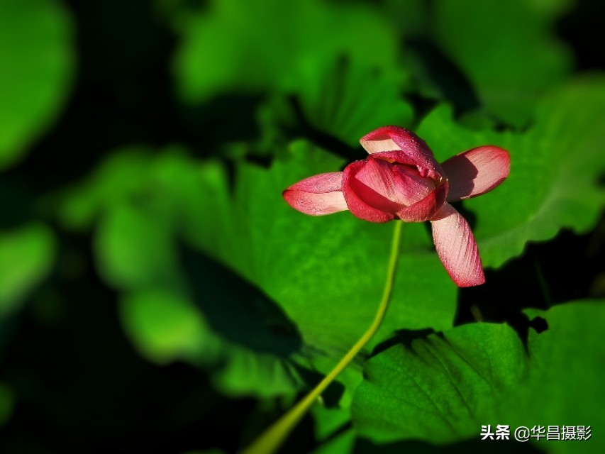 北京禧园：秋日荷花婀娜多姿惹人醉