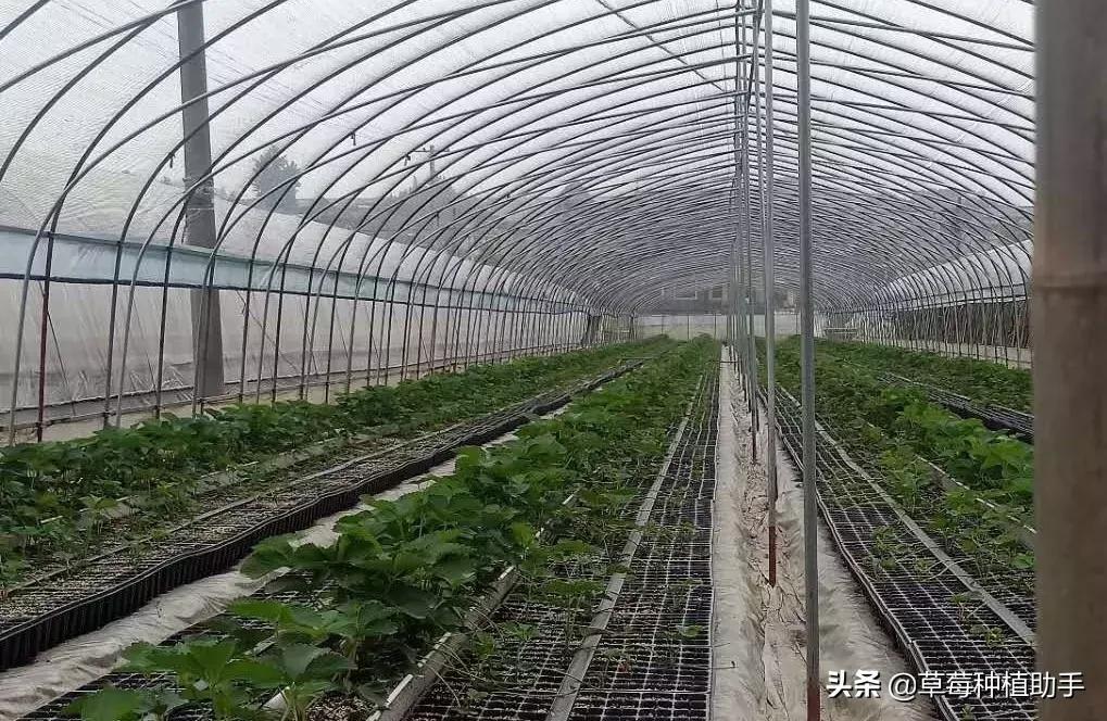 草莓病毒病高发期来了！得了基本没救，预防是关键