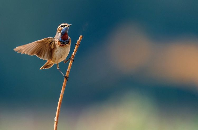 情人岛拍摄地点,情人岛航拍视频