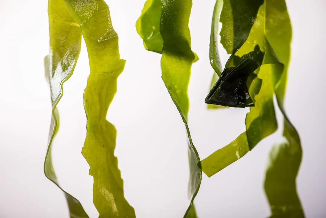 超嫩海带苗,霞浦海带嫩苗哪里有卖