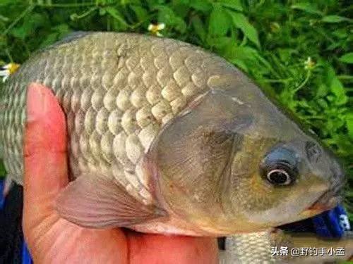 有草钓浅还是钓深,有草怎么钓草边