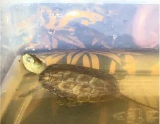 黄喉石龟图片大全,欧洲黄喉