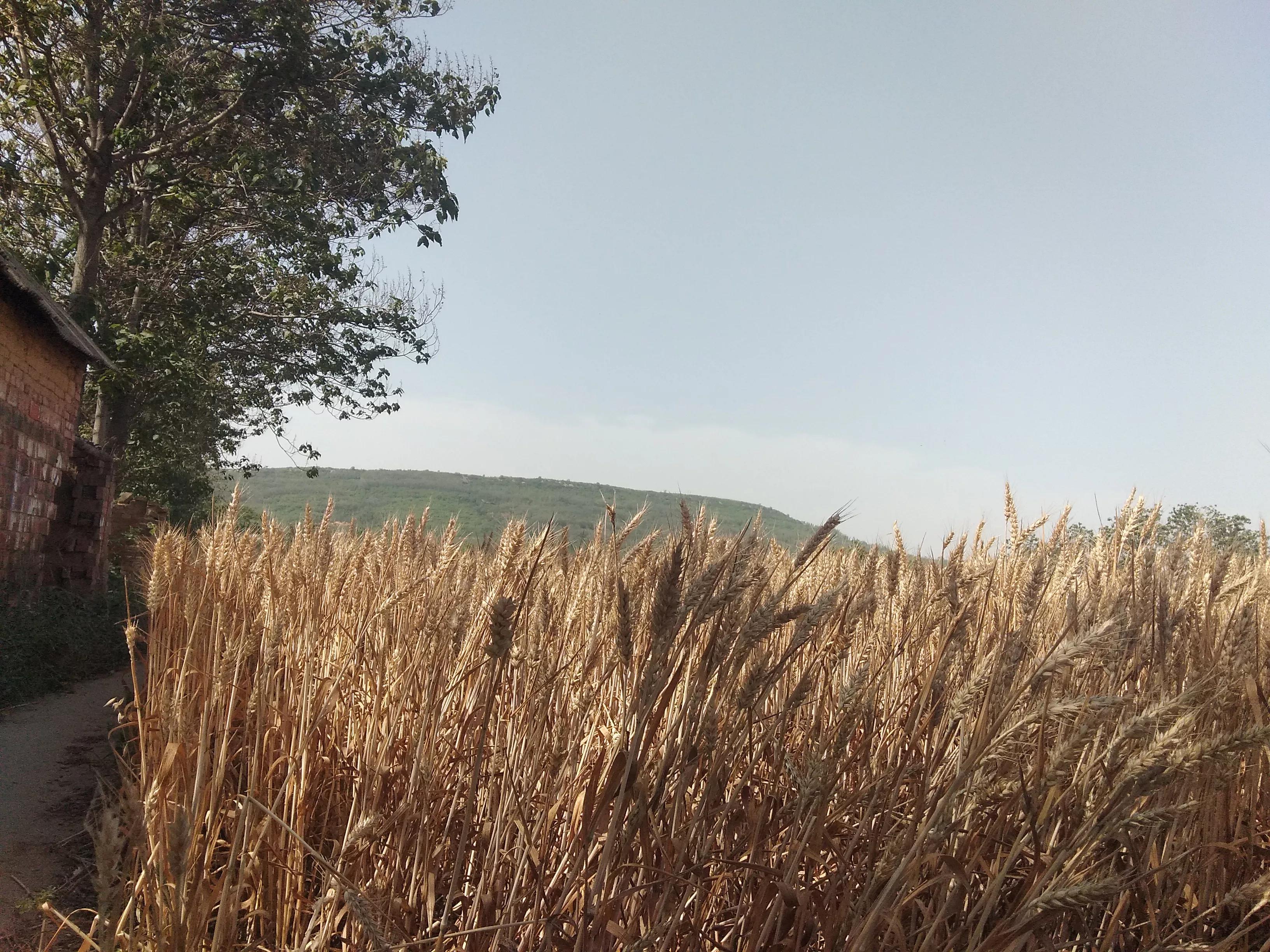 倔犟拼音,倔犟小太阳