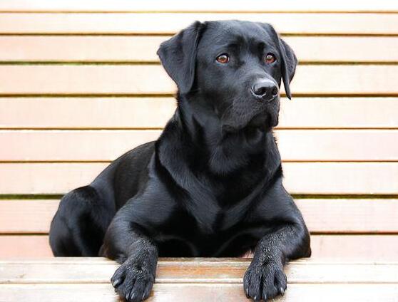 买狗千万别说这4句话,买狗选胆小的还是胆大的