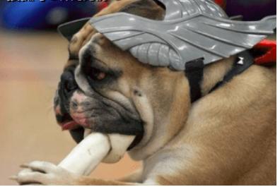 雪纳瑞犬可以吃什么食物,狗狗不能吃的食物完整版