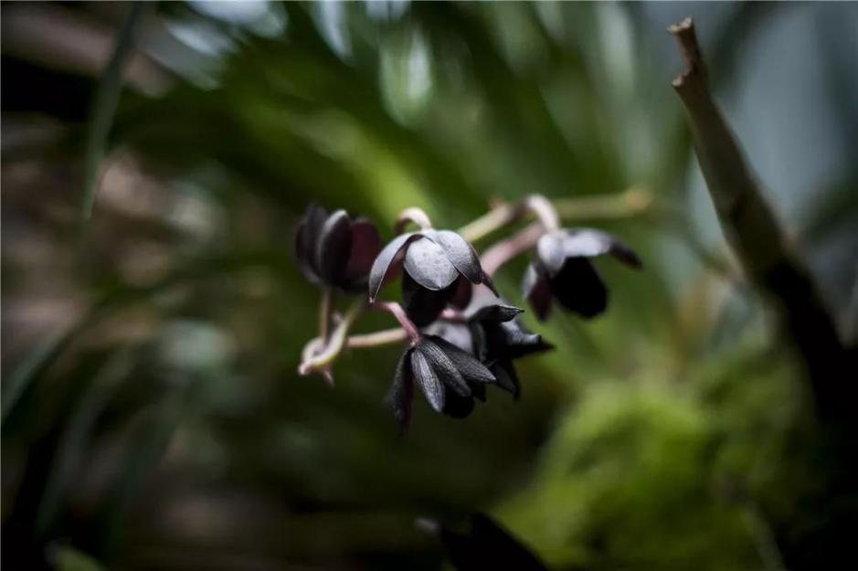 君子兰吊兰蝴蝶兰的图片,吊兰属不属于兰花的一种