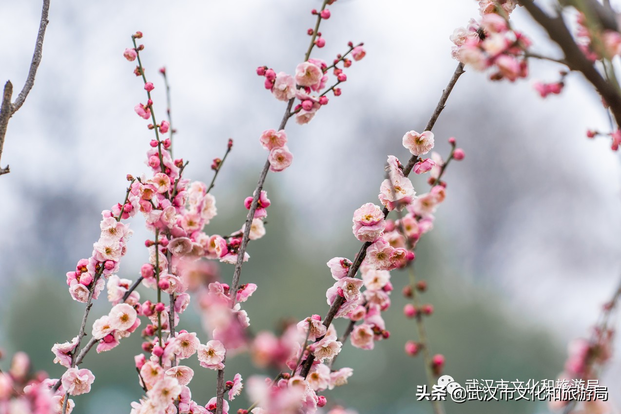 武汉市人的福利,武汉市发放105万张文旅惠民券