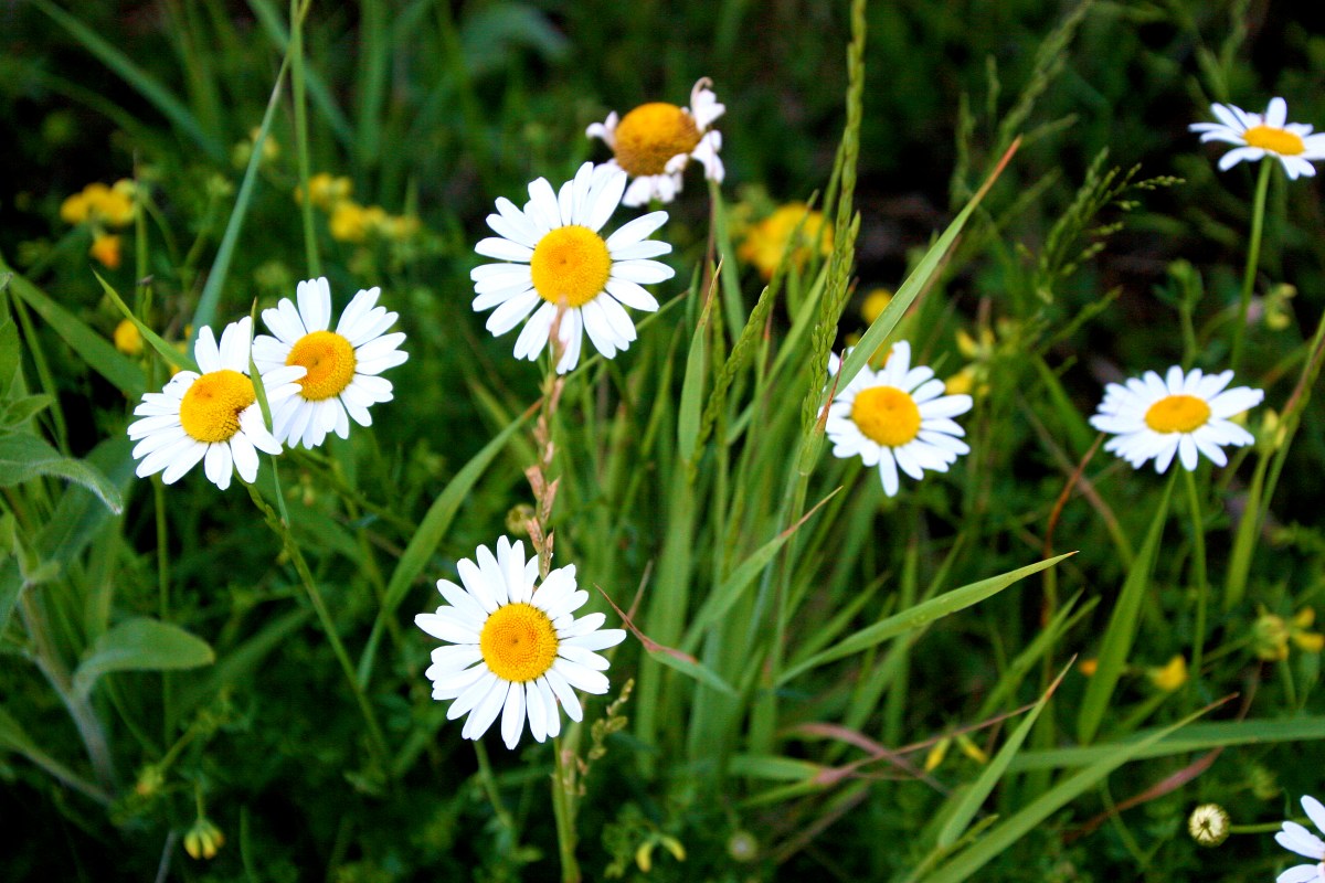 什么花适合送生日花,你的生日代表的花朵及寓意图片