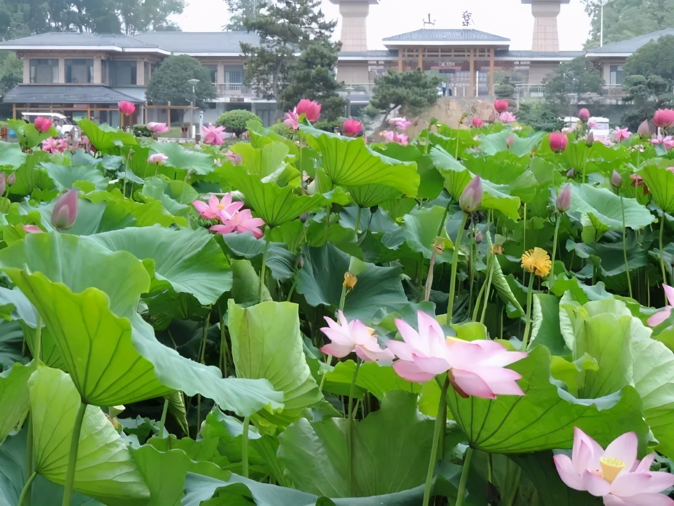楚风汉韵景点有哪些,徐州楚风汉韵旅游攻略