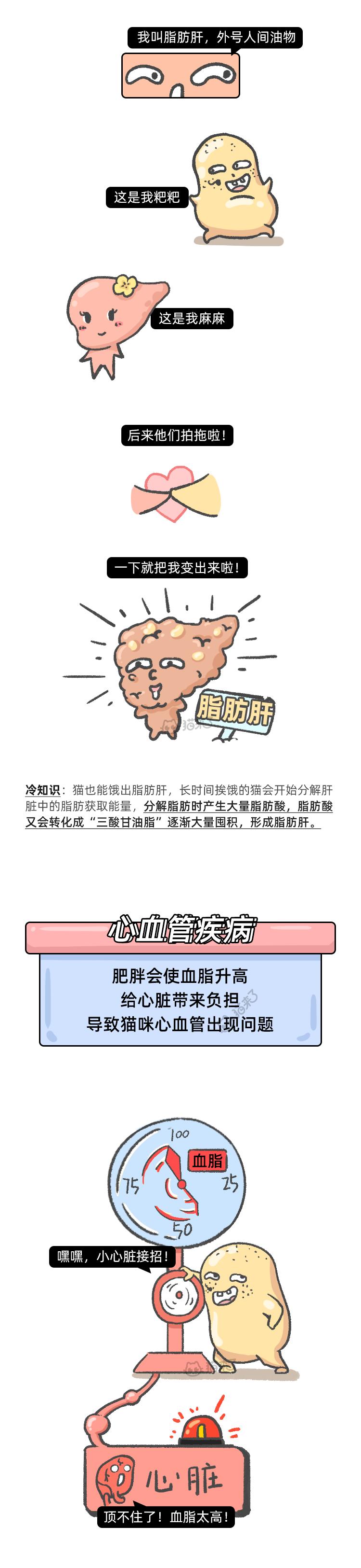 猫咪很可爱但是没有尾巴,猫咪的行为为什么这么可爱