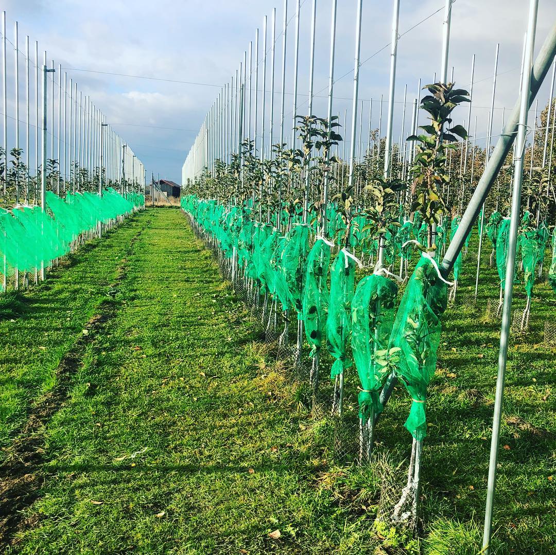 日本青森苹果图片,走进青森苹果园
