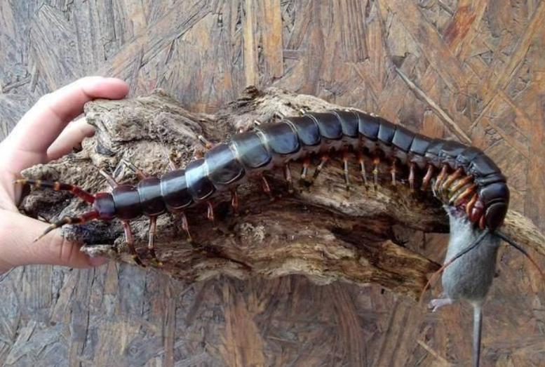 亚马逊雨林为什么称为人类禁区,人类禁区亚马逊雨林大蟒蛇