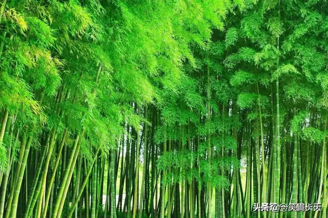 我决定我不再庸人自扰了经典语录,我决定不再前行的歌词