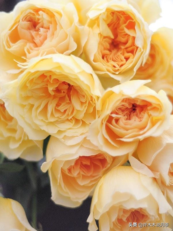 月季常见4种病,月季黑杆病怎么处理