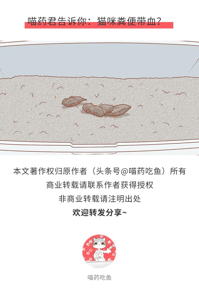 猫咪打第二针疫苗后拉稀便血发烧,猫咪便血但是精神很好食欲也正常