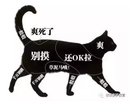 猫咪挠人咬人怎么制服,猫咪经常咬人该怎么办