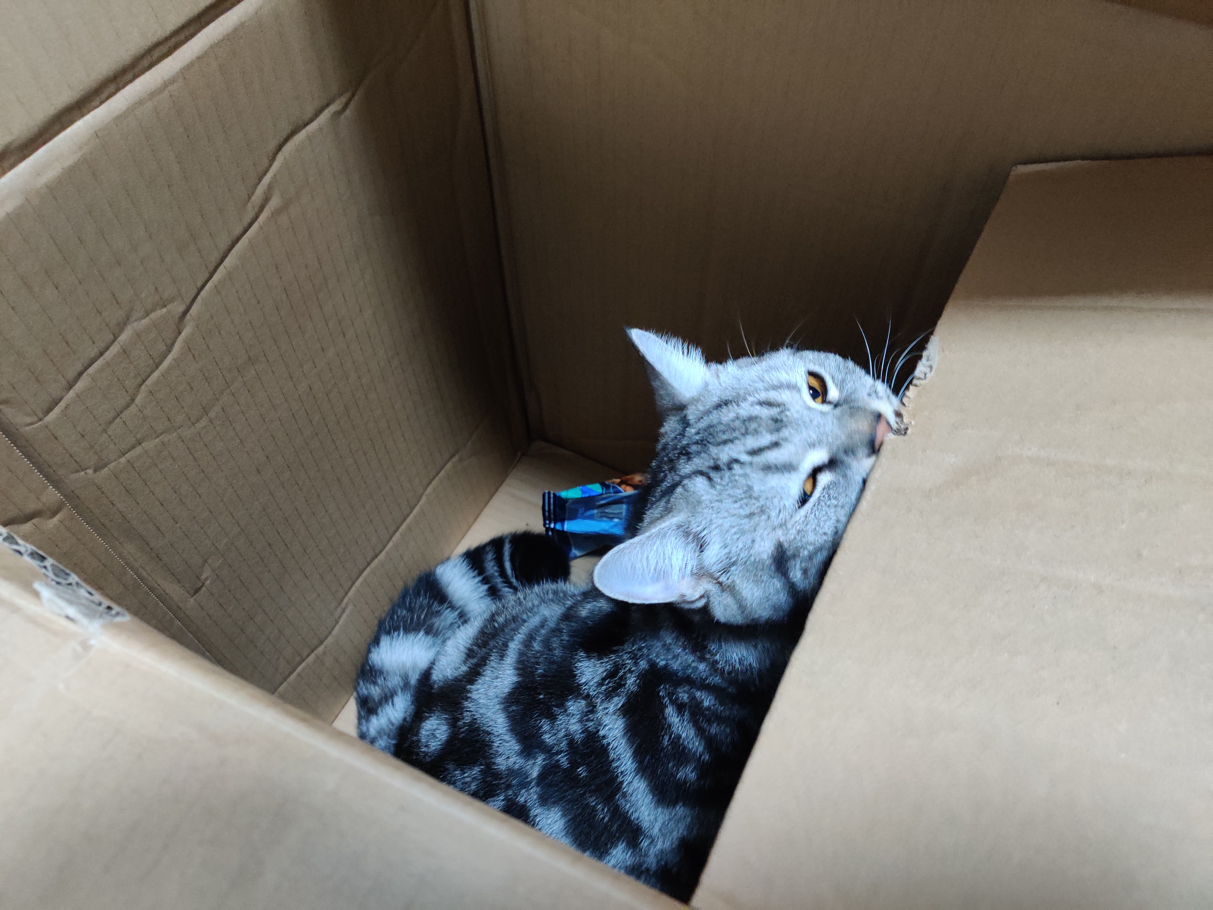 怎么快速走出失去宠物的阴影,如何走出失去爱宠的痛苦