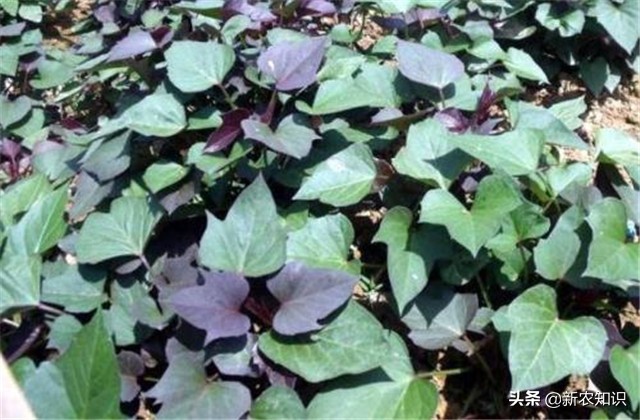 紫薯种植技术三大忌,紫薯夏季可以种植吗