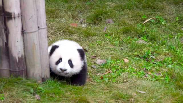 网红饲养员大熊猫,大熊猫网红饲养员