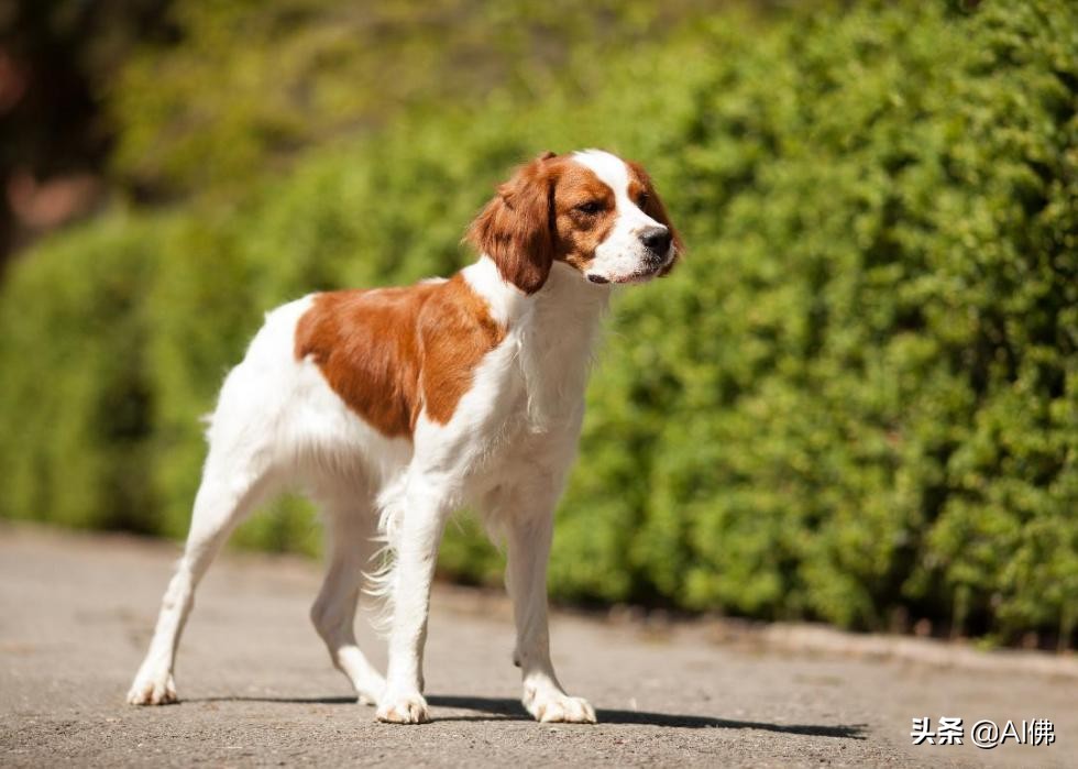 中国犬种起源与进化,比熊犬犬种起源