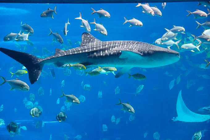 玩转珠海酒店,玩转珠海长隆全攻略