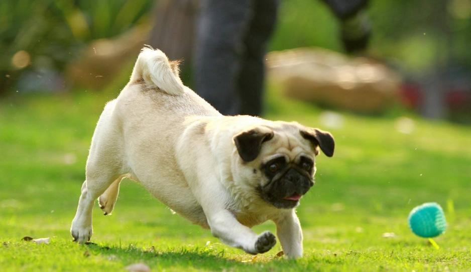 巴哥犬便便正常次数是多少,四个月巴哥犬一天几次便便