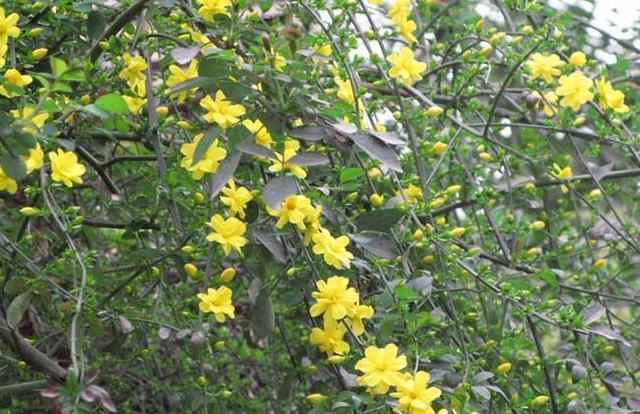 迎春花形态描写作文,迎春花形态特征图片