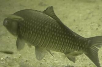 鱼类体外寄生虫有哪些,鱼类寄生虫会寄生人类吗