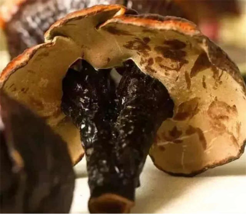 野生灵芝和人工种植灵芝差别大吗,野生灵芝与人工种植功效一样吗