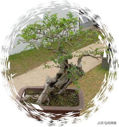 丛林式盆景欣赏,盆景欣赏及制作