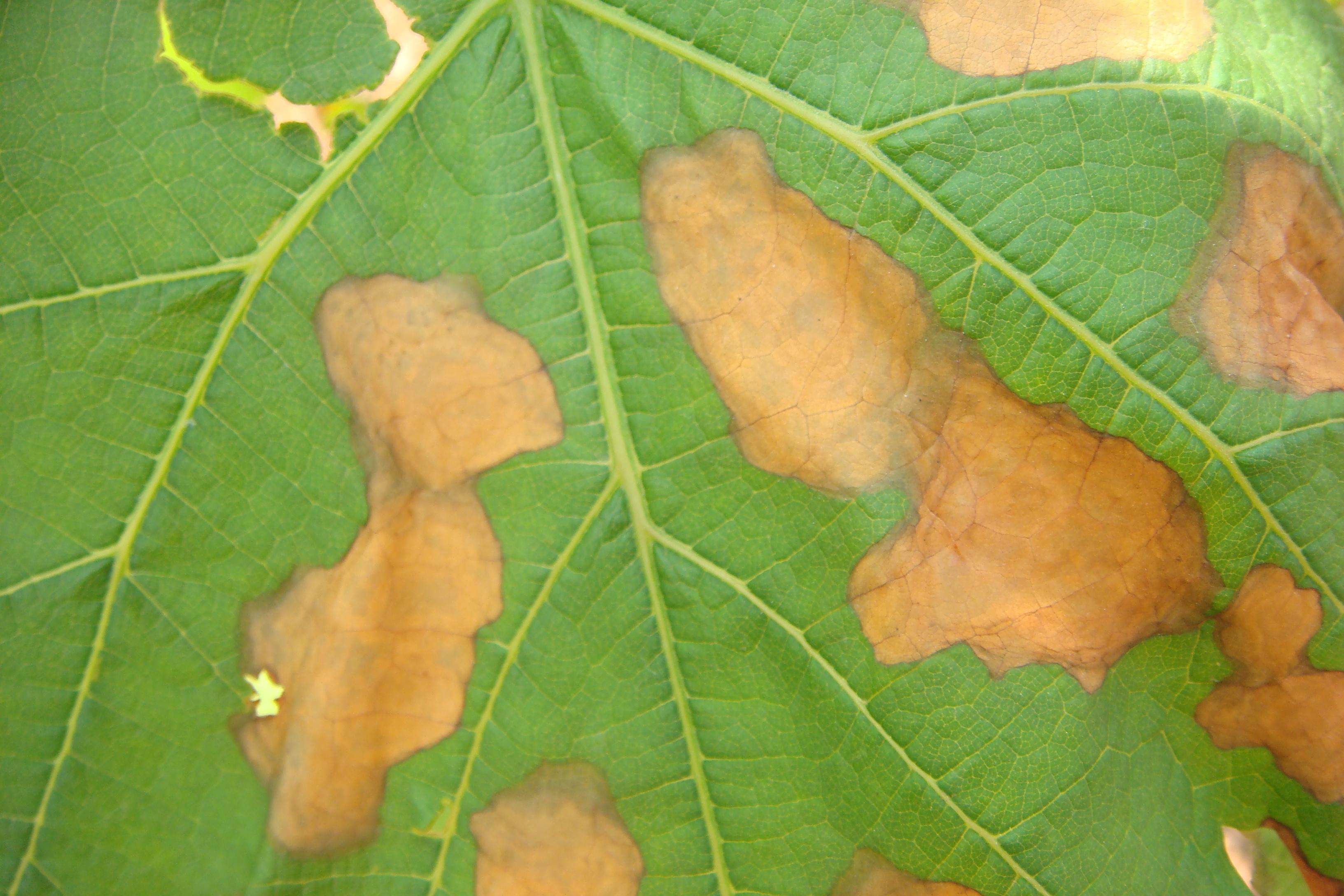 刚长出葡萄叶片发黄褐色斑点,葡萄叶片发黄可以用磷酸二氢钾吗