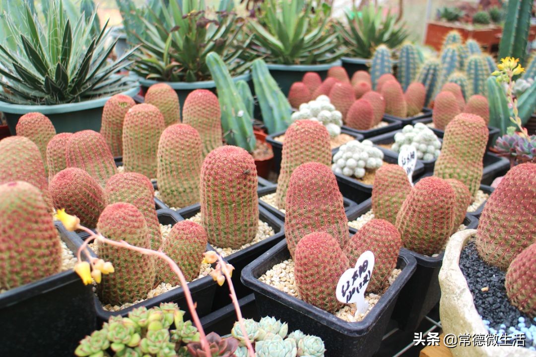 常德丹洲大草原介绍,丹洲草原风景